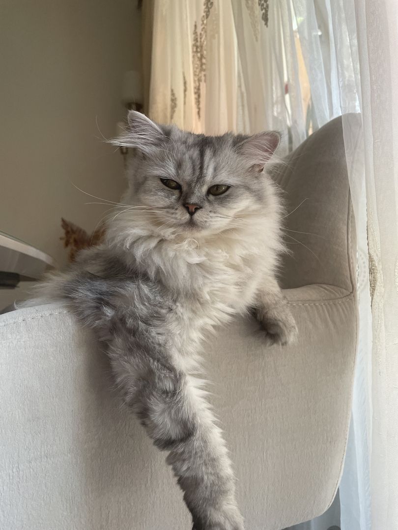 BKH/BLH MIT GELB GRÜNEN AUGEN