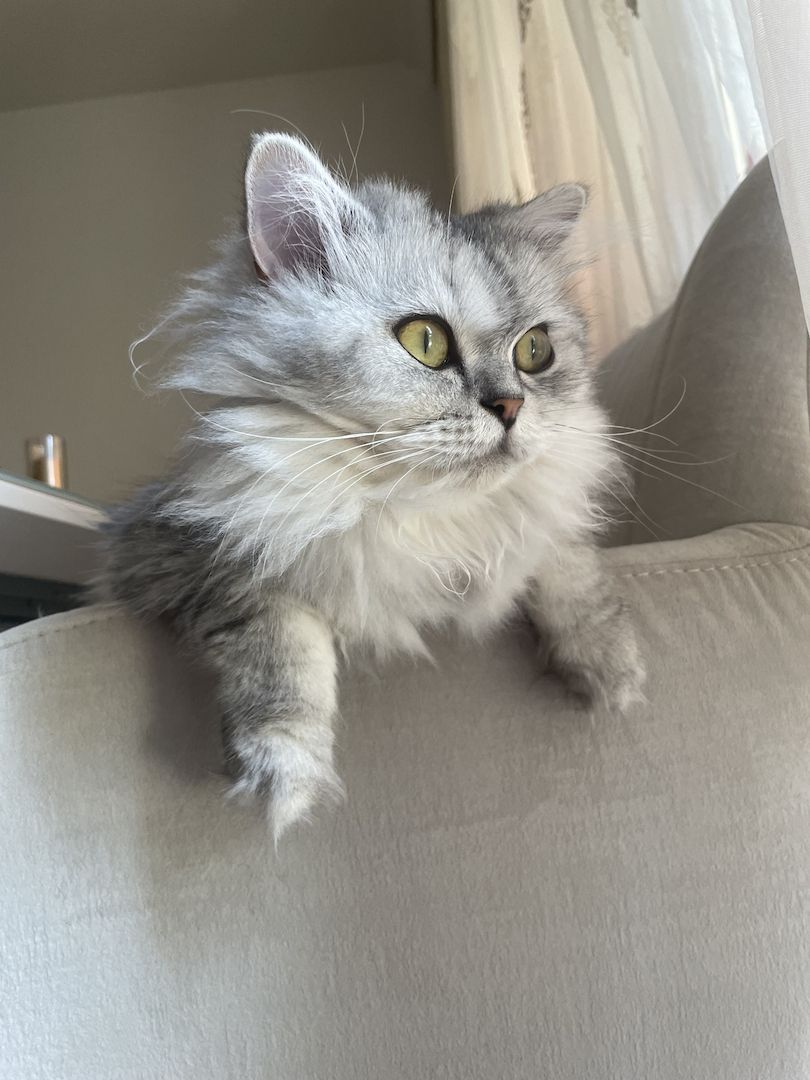 BKH/BLH MIT GELB GRÜNEN AUGEN