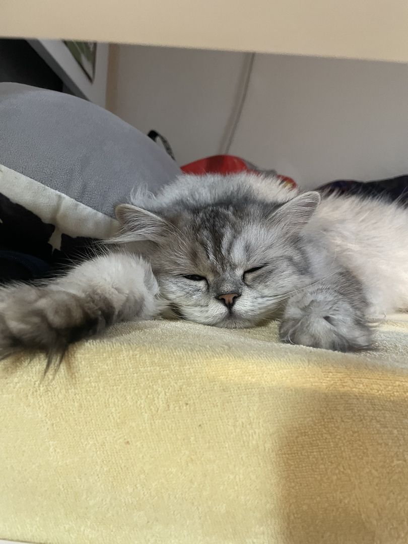 BKH/BLH MIT GELB GRÜNEN AUGEN