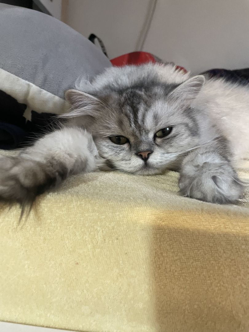 BKH/BLH MIT GELB GRÜNEN AUGEN