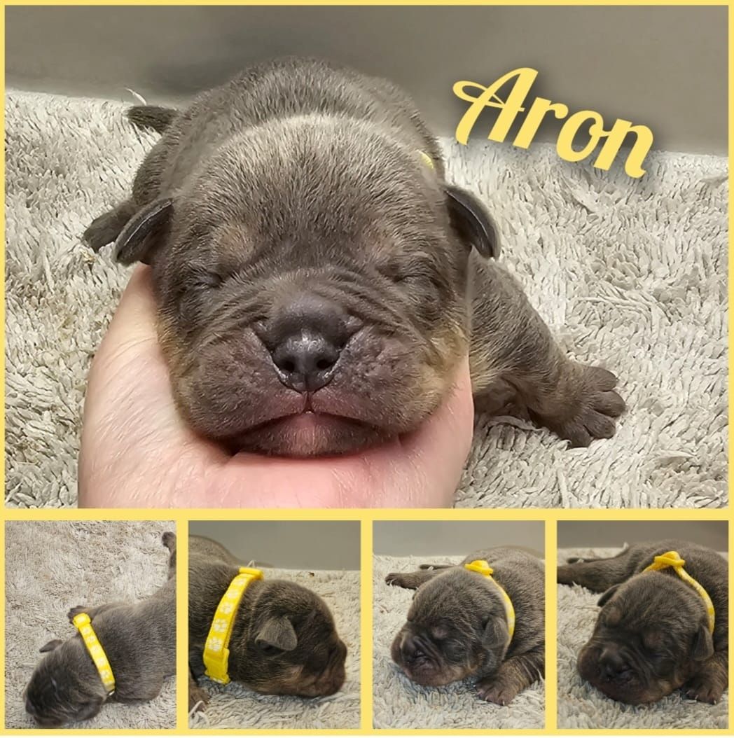 Oeb welpen old english bulldog Welpen Oeb welpen old english bulldog Welpen