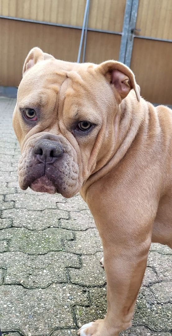 Oeb welpen old english bulldog Welpen Oeb welpen old english bulldog Welpen