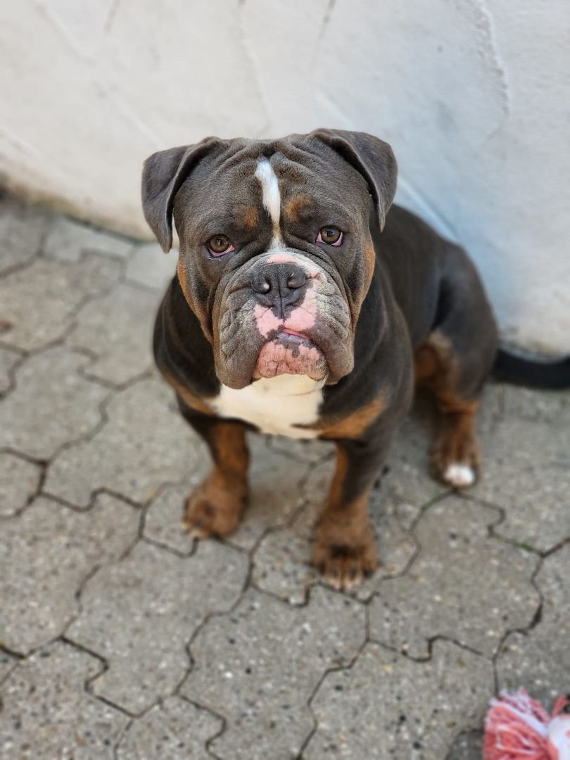 Oeb welpen old english bulldog Welpen Oeb welpen old english bulldog Welpen