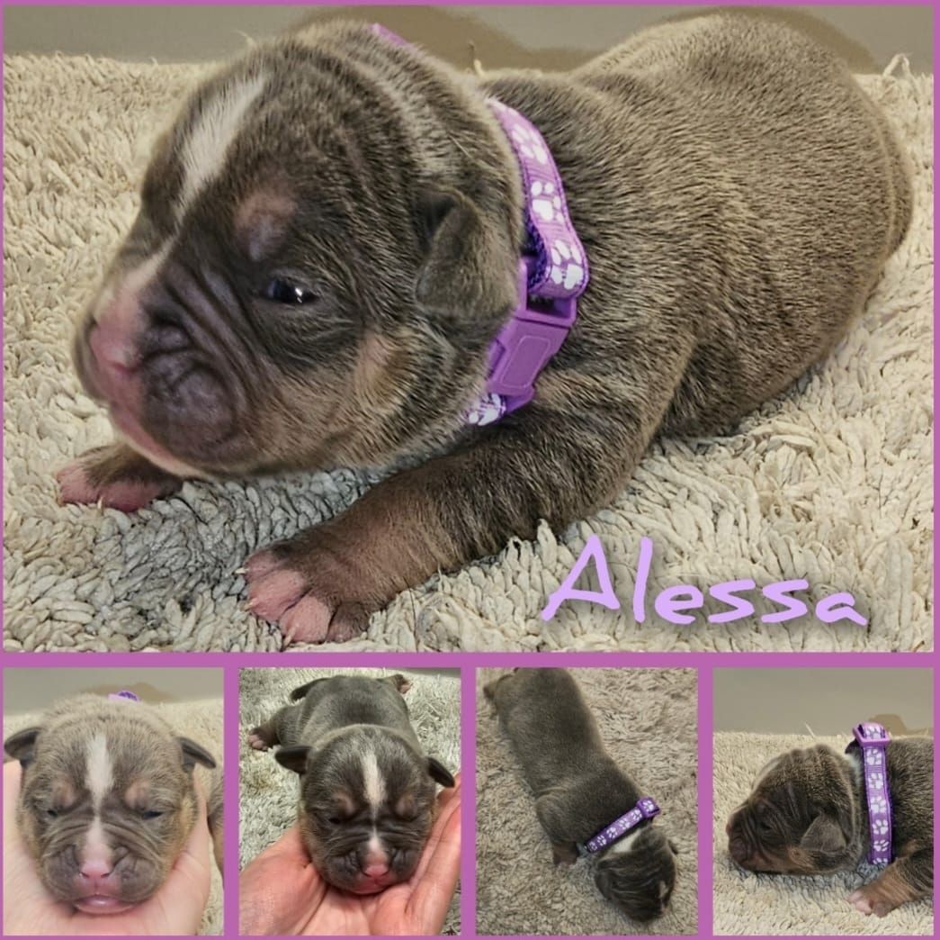 Oeb welpen old english bulldog Welpen Oeb welpen old english bulldog Welpen