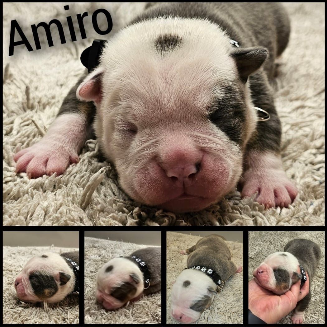 Oeb welpen old english bulldog Welpen Oeb welpen old english bulldog Welpen