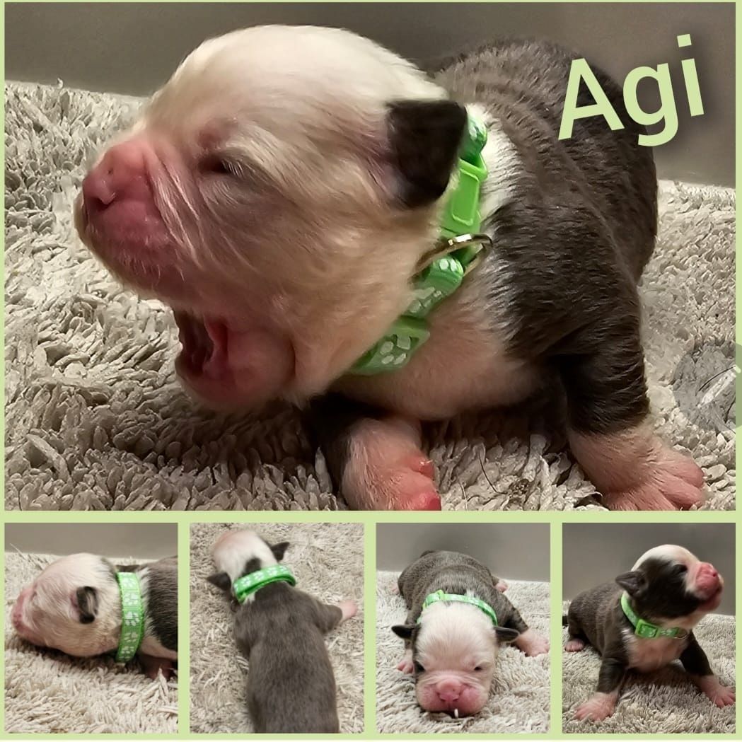 Oeb welpen old english bulldog Welpen Oeb welpen old english bulldog Welpen