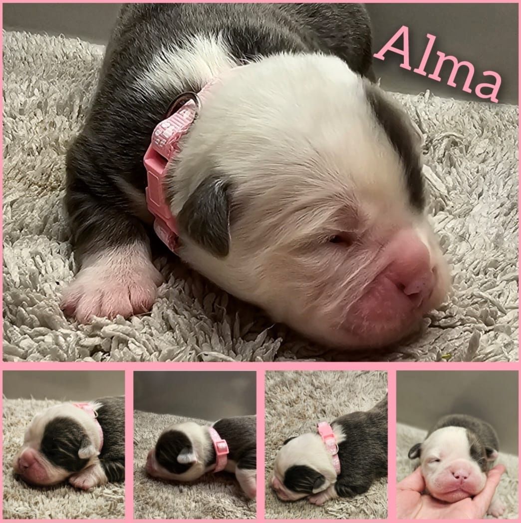 Oeb welpen old english bulldog Welpen Oeb welpen old english bulldog Welpen