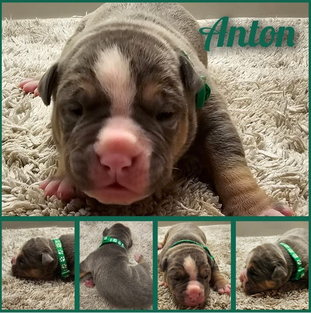 Oeb welpen old english bulldog Welpen Oeb welpen old english bulldog Welpen