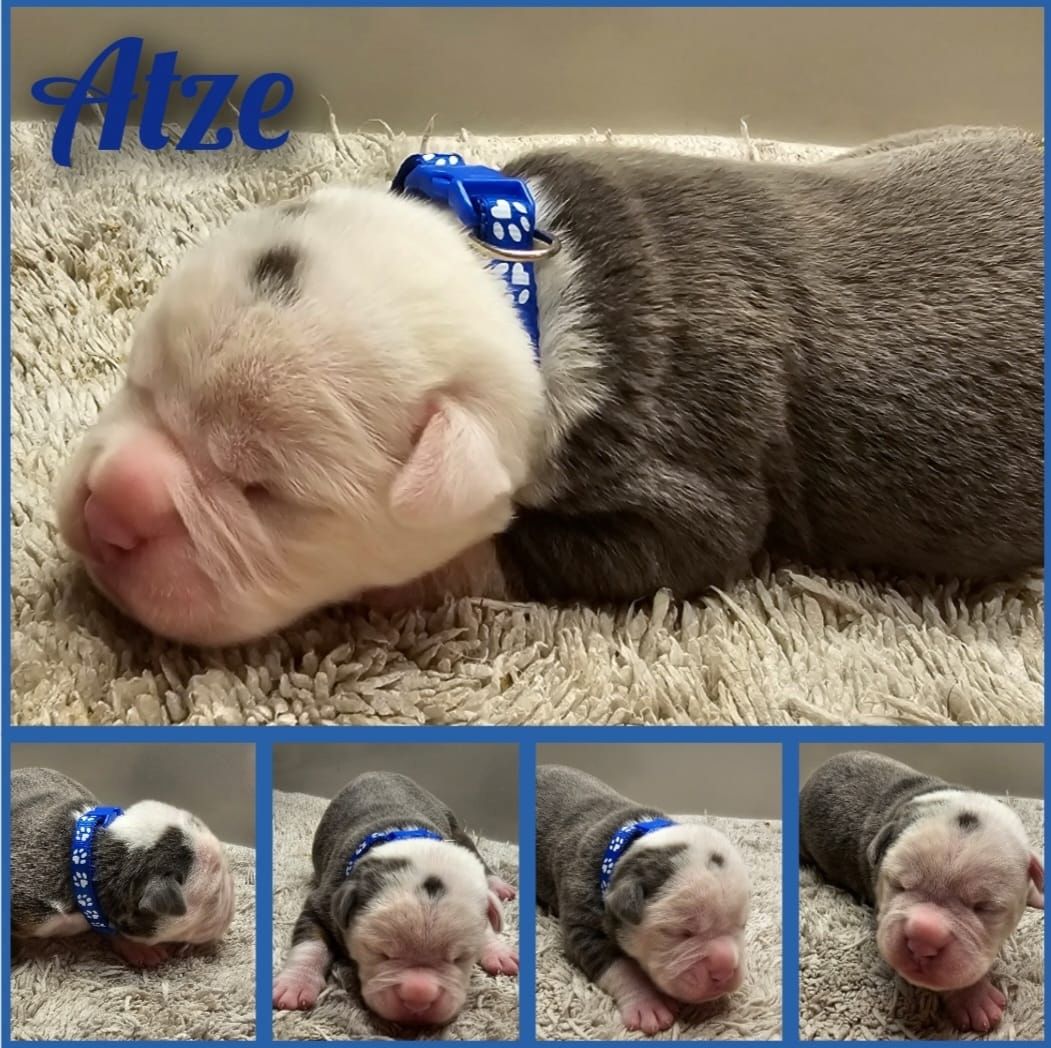 Oeb welpen old english bulldog Welpen Oeb welpen old english bulldog Welpen