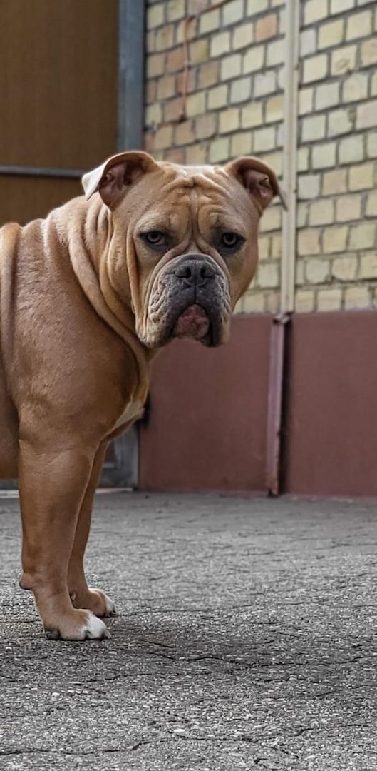 Oeb welpen old english bulldog Welpen Oeb welpen old english bulldog Welpen