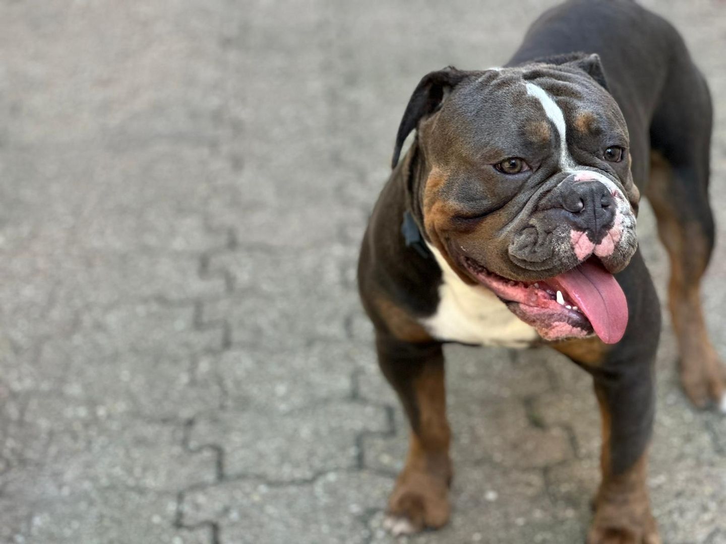 Oeb welpen old english bulldog Welpen Oeb welpen old english bulldog Welpen