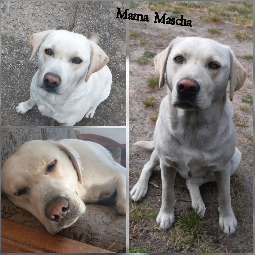 Labrador reinrassig Welpen