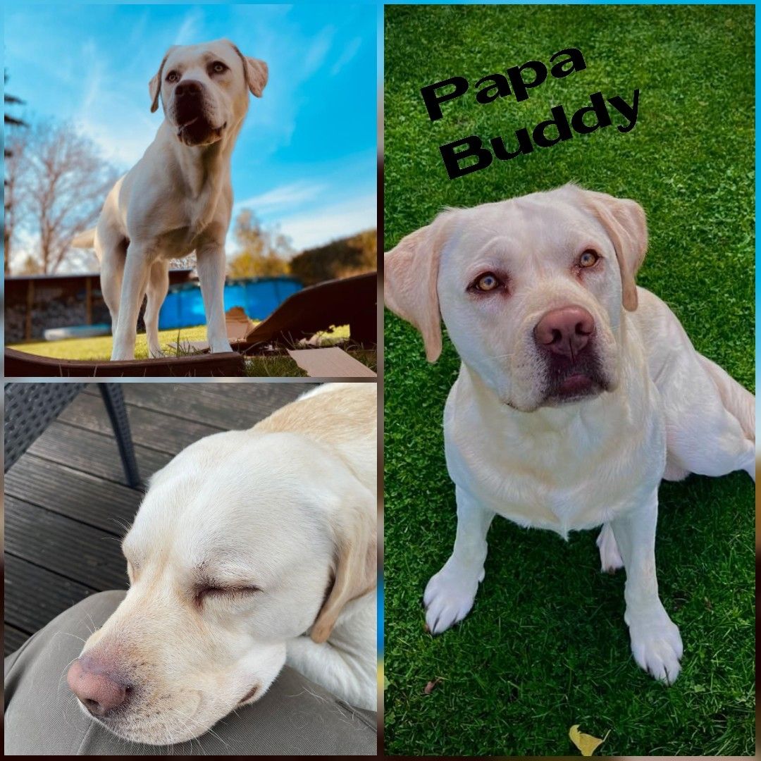 Labrador reinrassig Welpen