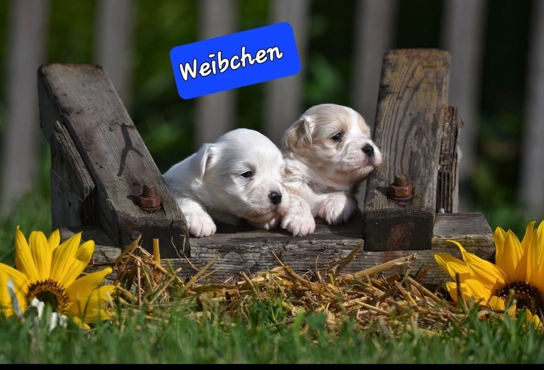 Lhasa Apso - Havaneser Welpen Lhasa Apso - Havaneser Welpen