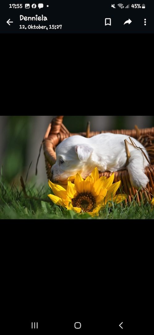 Lhasa Apso - Havaneser Welpen Lhasa Apso - Havaneser Welpen