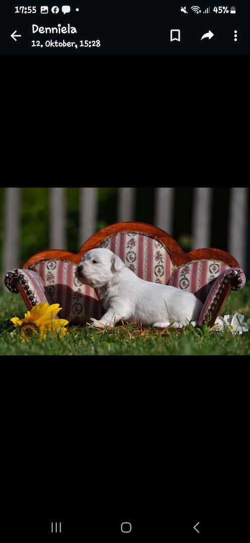 Lhasa Apso - Havaneser Welpen Lhasa Apso - Havaneser Welpen