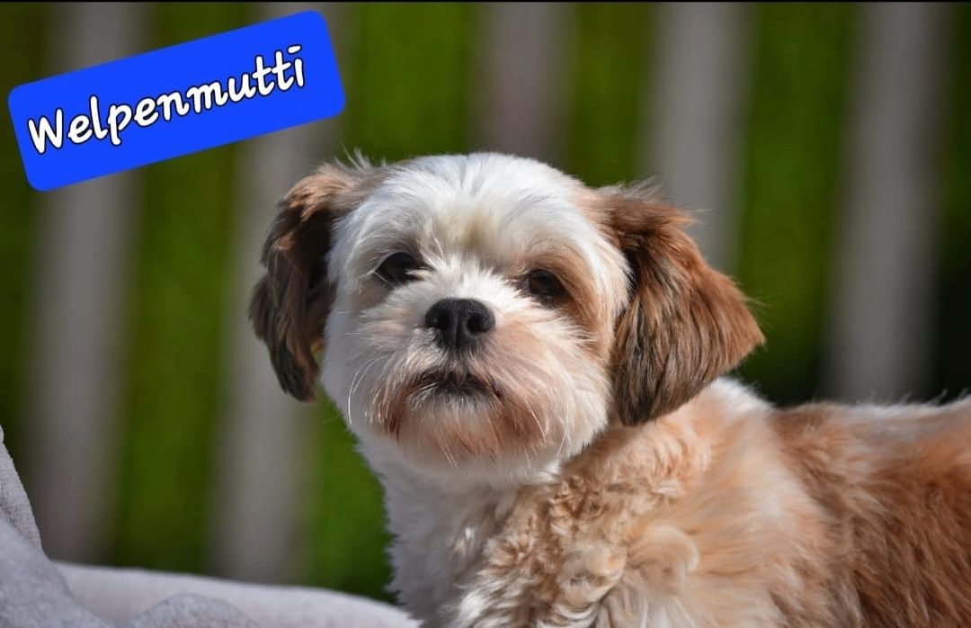 Lhasa Apso - Havaneser Welpen Lhasa Apso - Havaneser Welpen