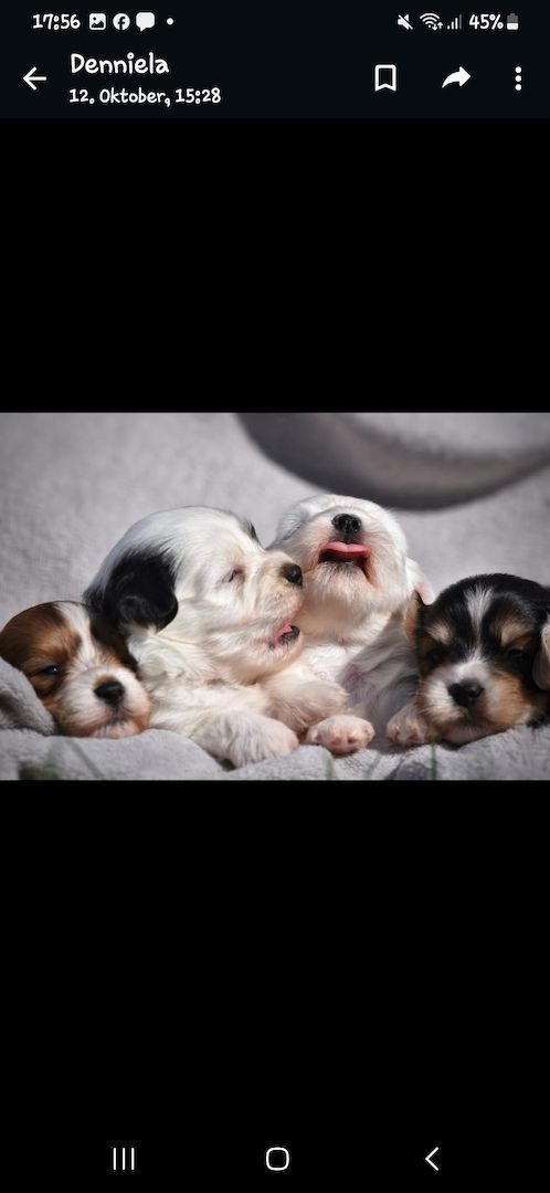 Lhasa Apso - Havaneser Welpen Lhasa Apso - Havaneser Welpen