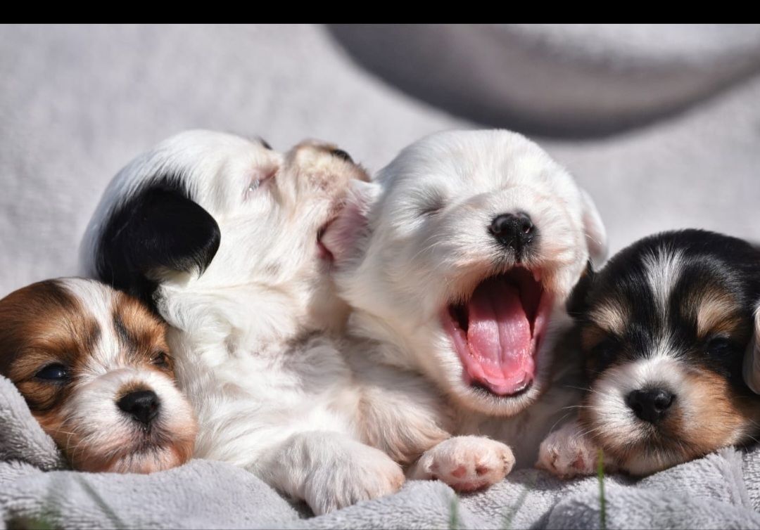 Lhasa Apso - Havaneser Welpen Lhasa Apso - Havaneser Welpen