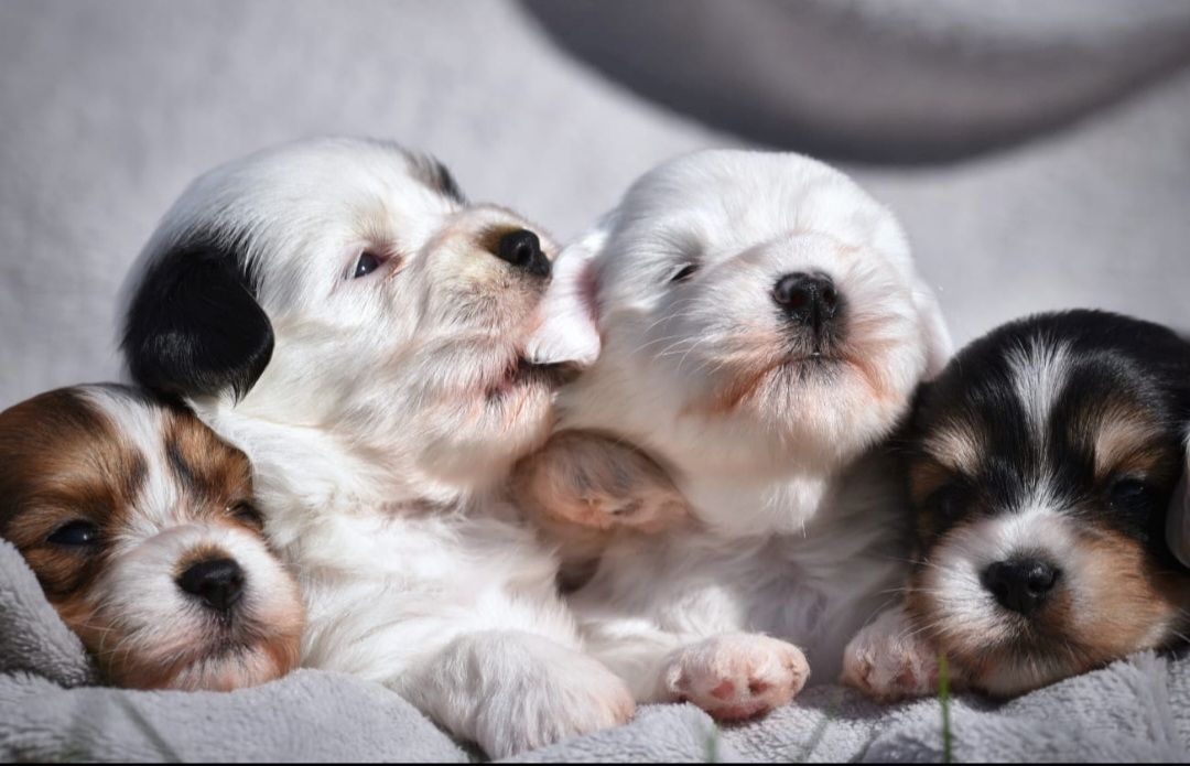 Lhasa Apso - Havaneser Welpen Lhasa Apso - Havaneser Welpen