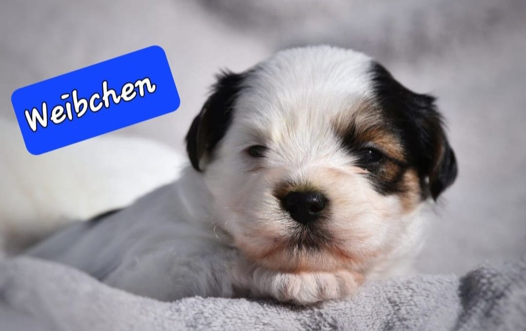 Lhasa Apso - Havaneser Welpen Lhasa Apso - Havaneser Welpen