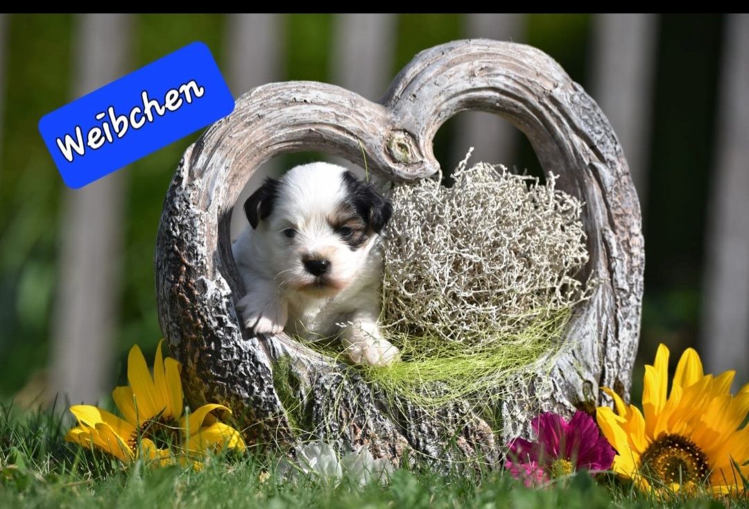 Lhasa Apso - Havaneser Welpen Lhasa Apso - Havaneser Welpen