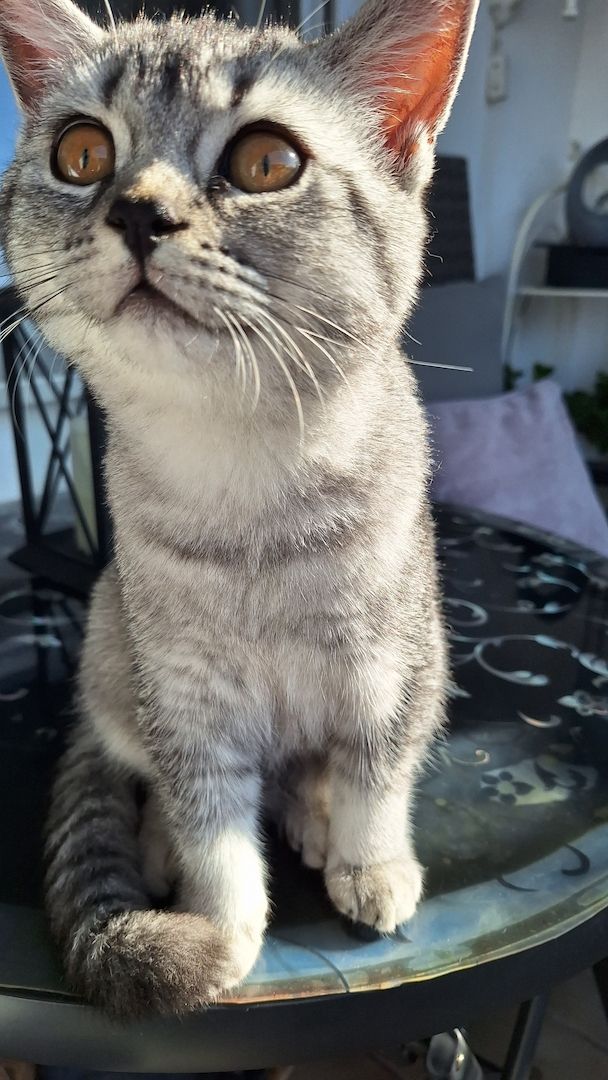 Wunderschöne BKH männliche Kätzchen Wunderschöne BKH männliche Kätzchen