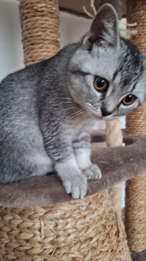 Wunderschöne BKH männliche Kätzchen Wunderschöne BKH männliche Kätzchen