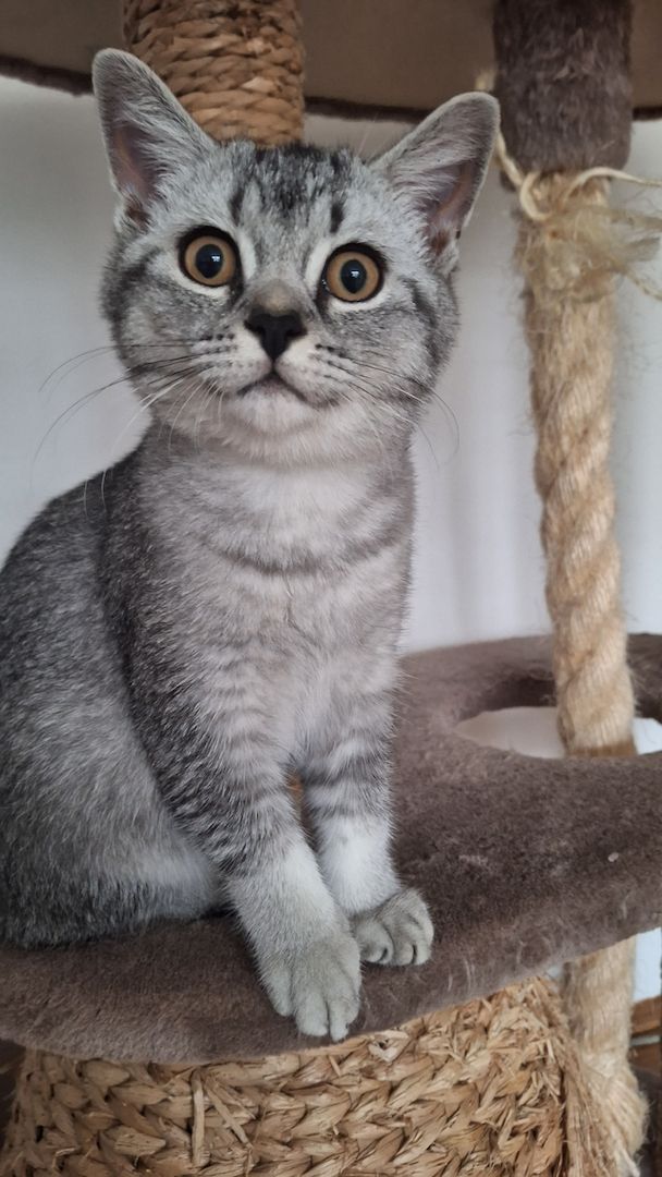 Wunderschöne BKH männliche Kätzchen Wunderschöne BKH männliche Kätzchen