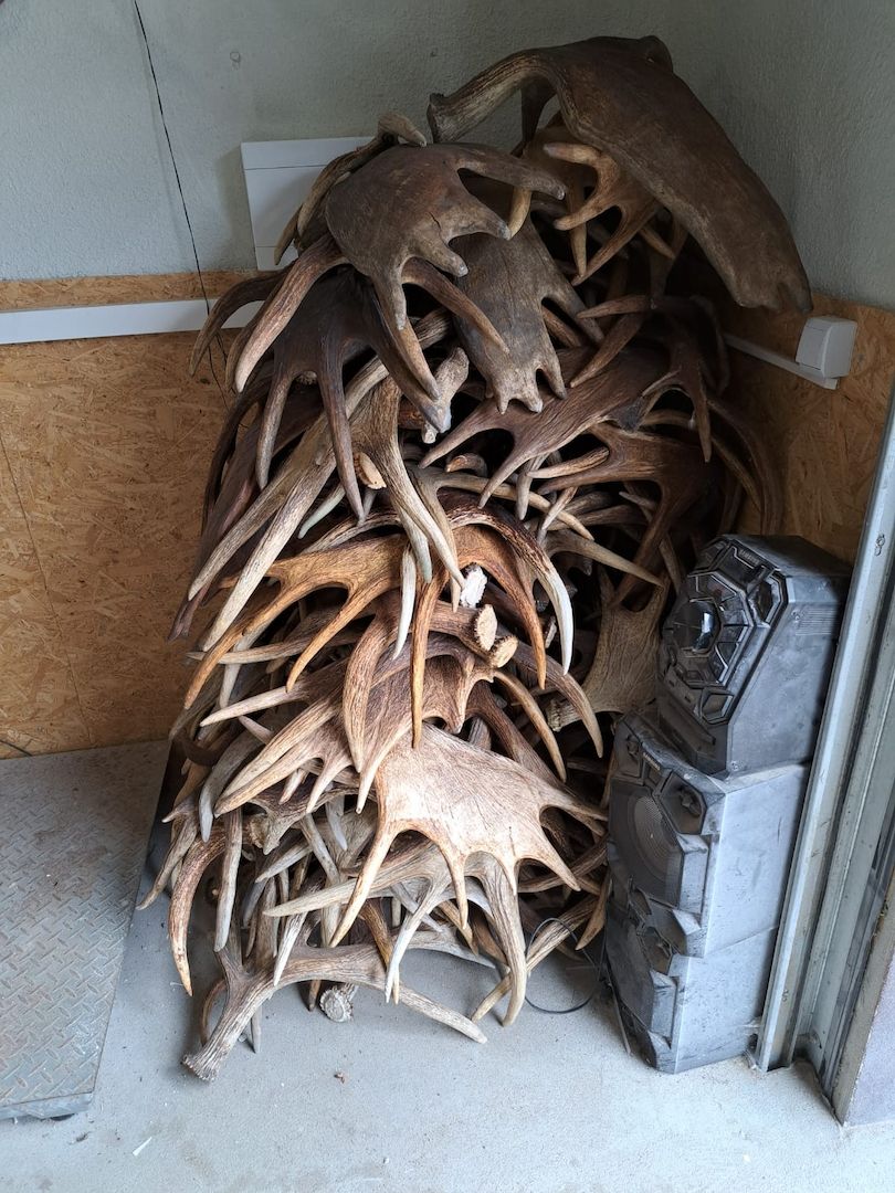 Rothirschgeweihe, Damhirschgeweihe und Elchgeweihe