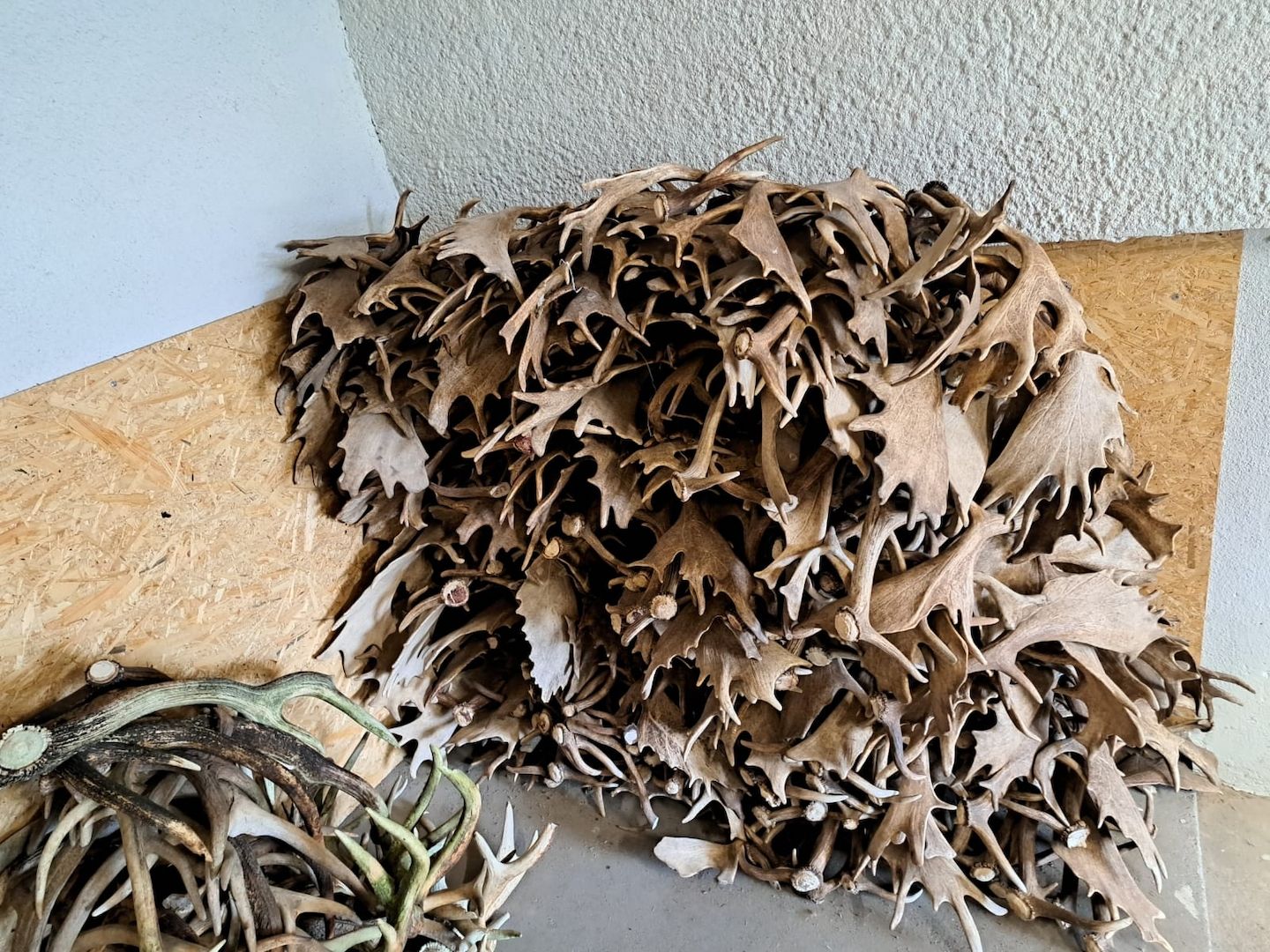 Rothirschgeweihe, Damhirschgeweihe und Elchgeweihe