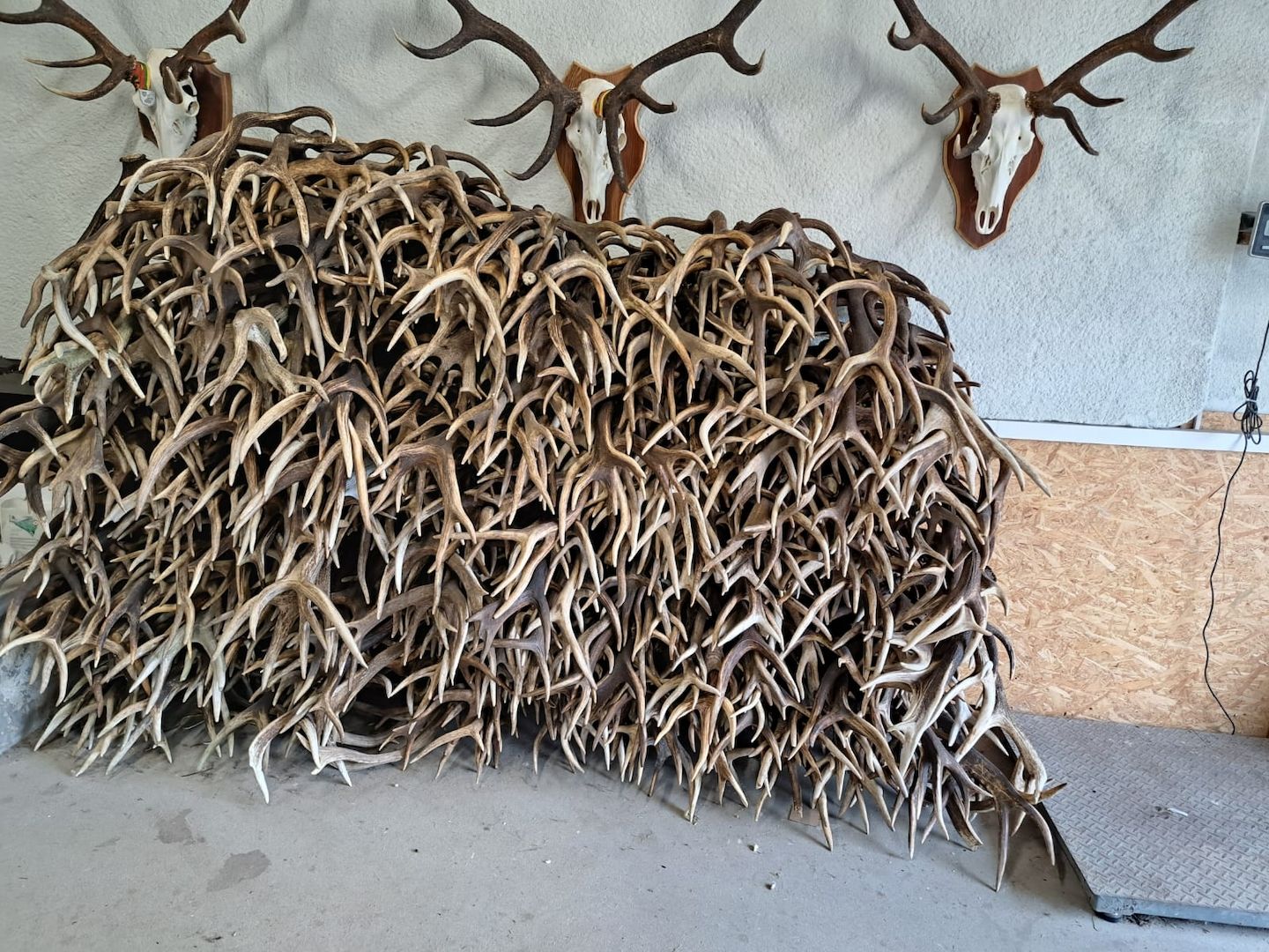 Rothirschgeweihe, Damhirschgeweihe und Elchgeweihe