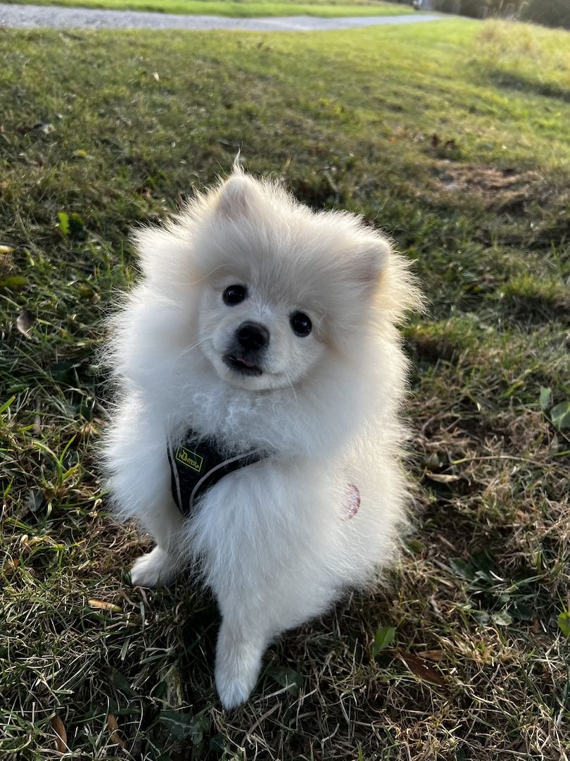 Zwergspitz Welpe mit viel Zubehör