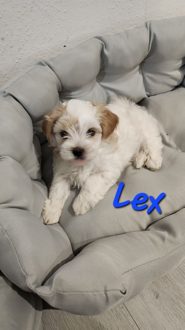 ❗️Welpe Biewer Yorkshire Terrier❗️