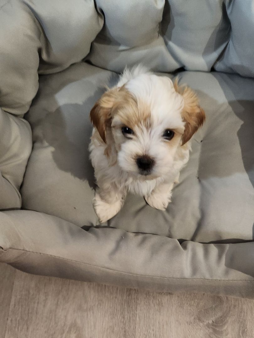 ❗️Welpe Biewer Yorkshire Terrier❗️