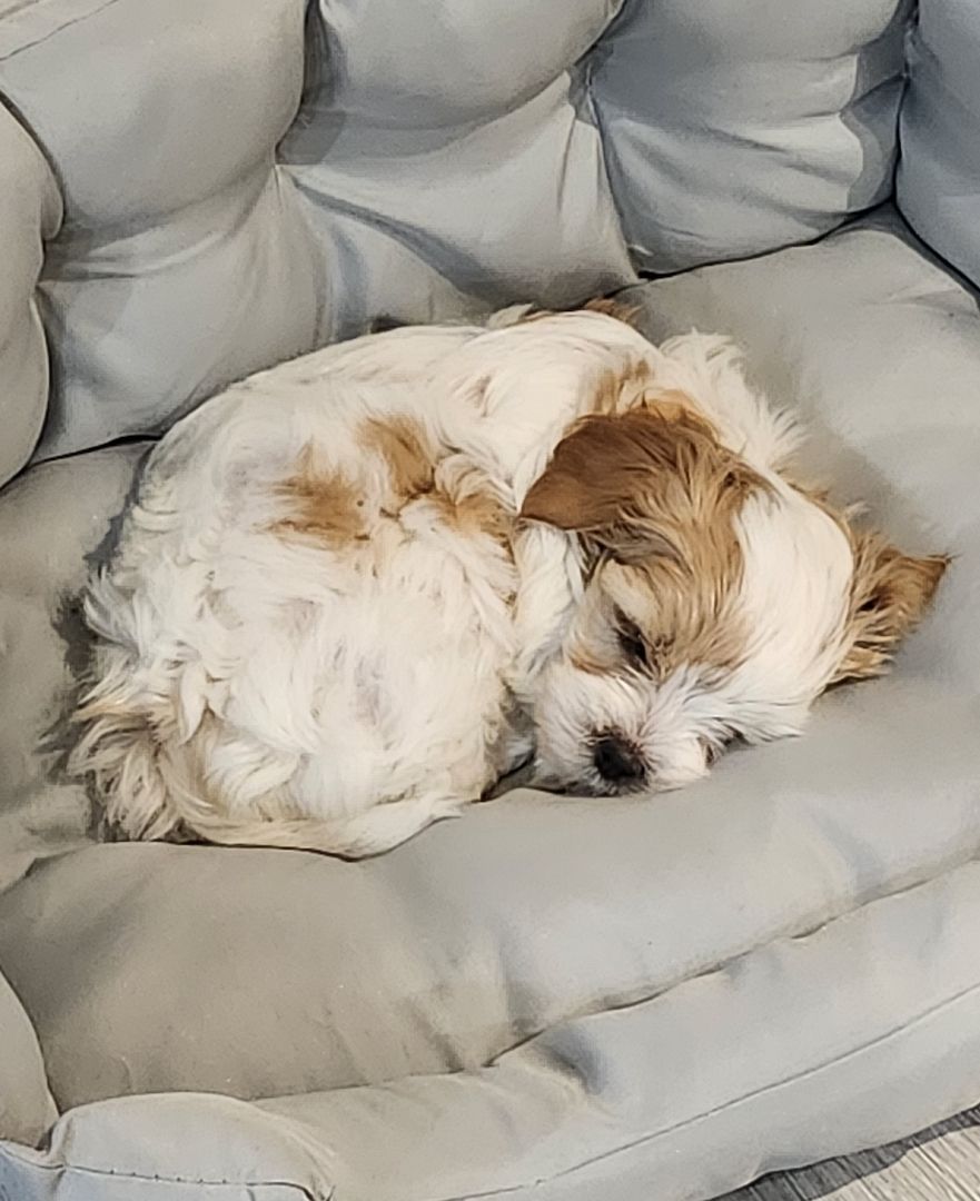 ❗️Welpe Biewer Yorkshire Terrier❗️