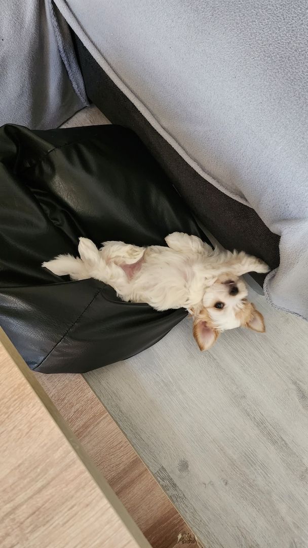 ❗️Welpe Biewer Yorkshire Terrier❗️