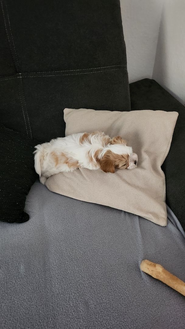 ❗️Welpe Biewer Yorkshire Terrier❗️