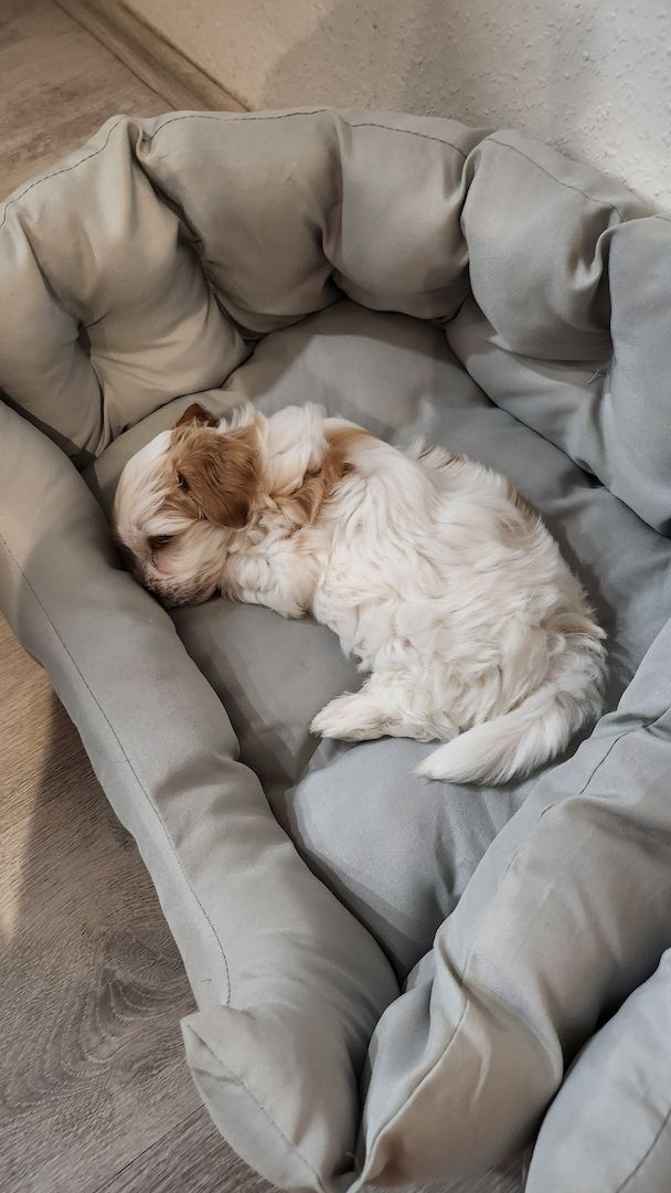 ❗️Welpe Biewer Yorkshire Terrier❗️