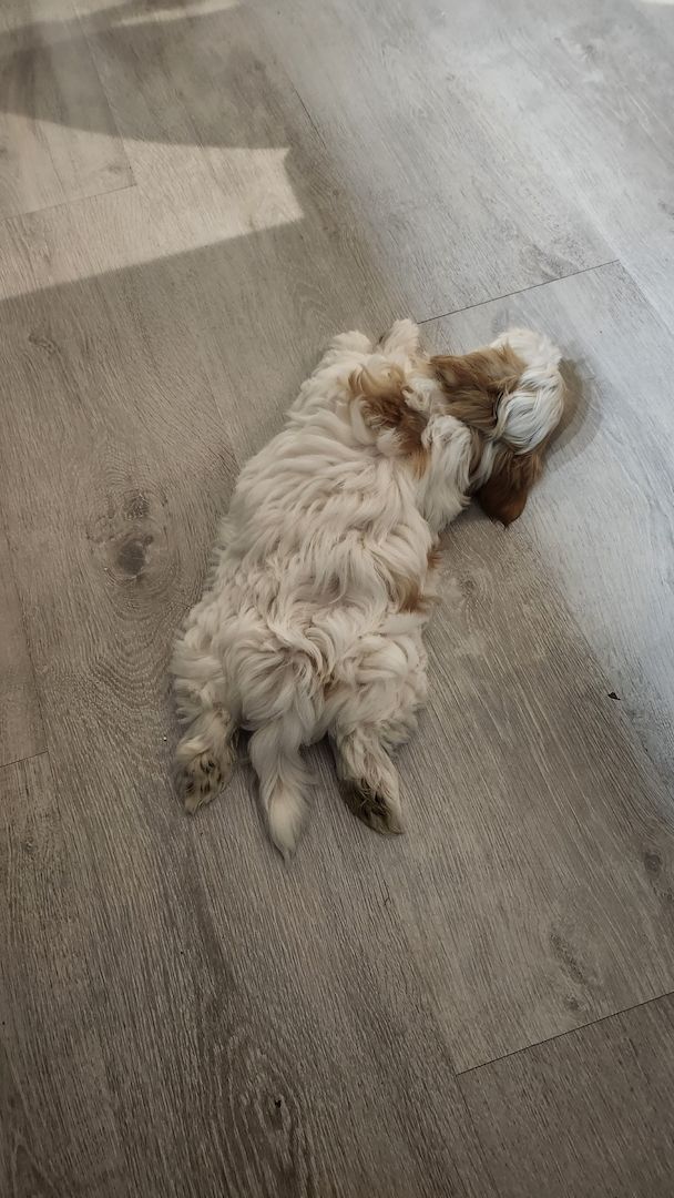 ❗️Welpe Biewer Yorkshire Terrier❗️