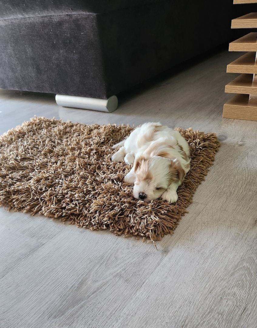 ❗️Welpe Biewer Yorkshire Terrier❗️