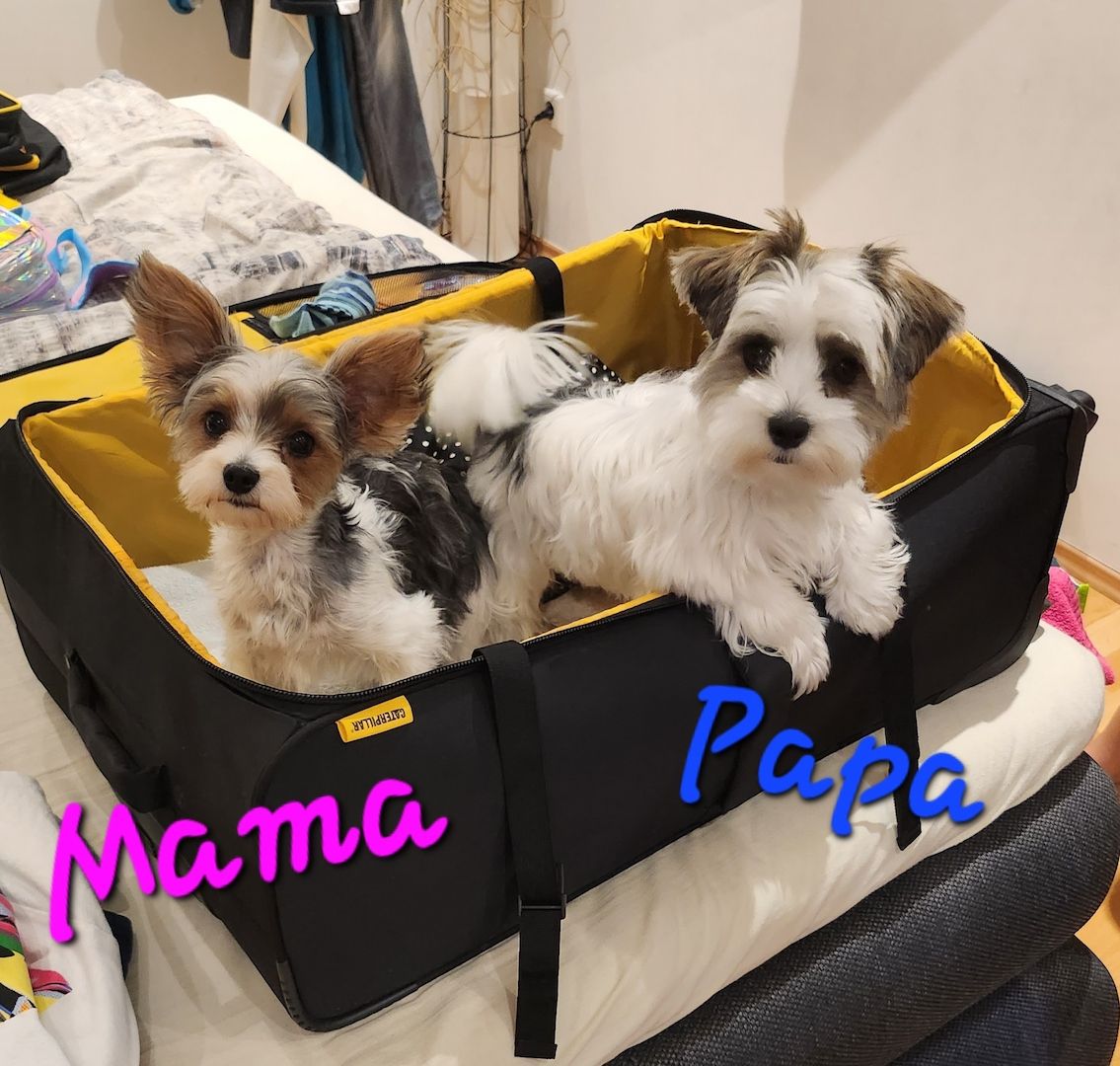 ❗️Welpe Biewer Yorkshire Terrier❗️