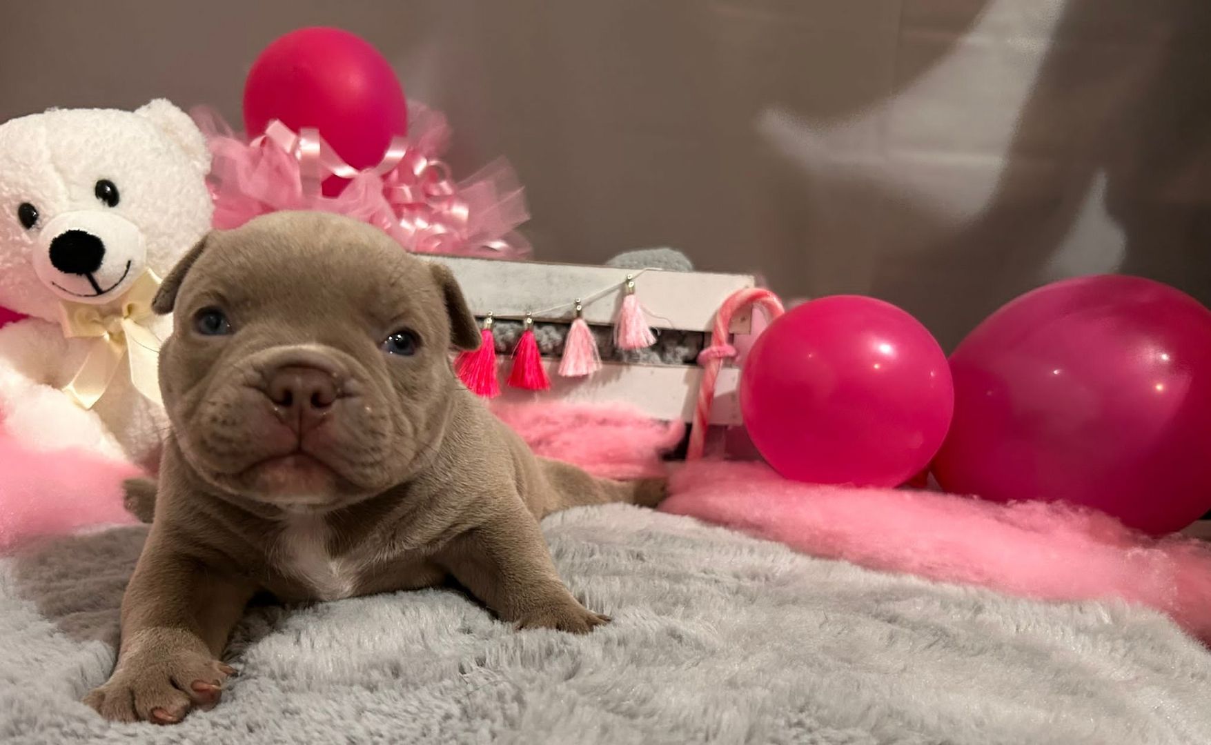 Mikro Exotic Bully Welpen ABR Papiere