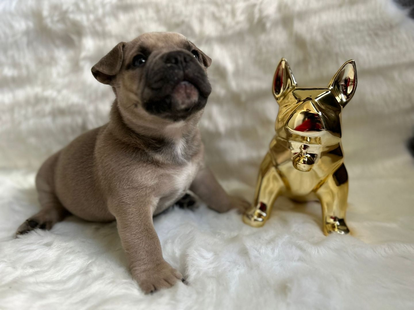 Mikro Exotic Bully Welpen ABR Papiere