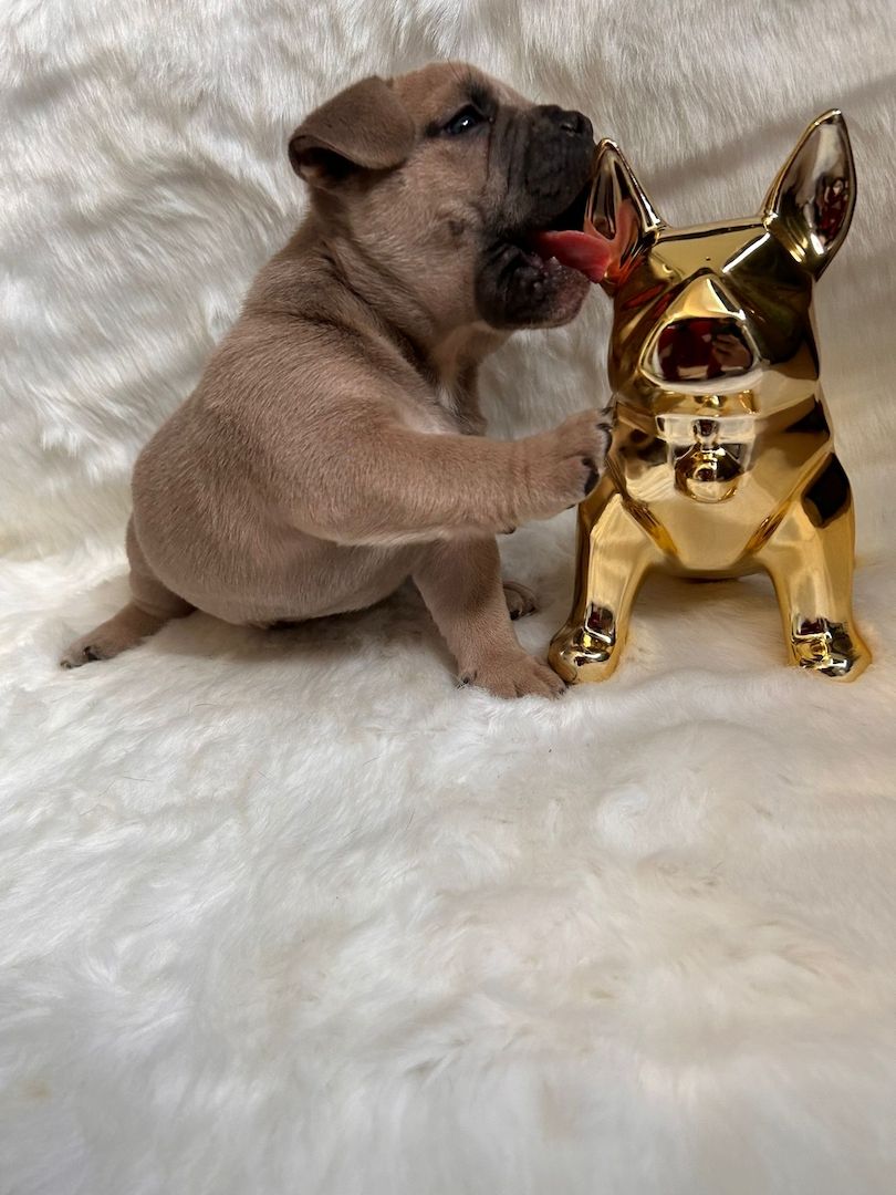 Mikro Exotic Bully Welpen ABR Papiere