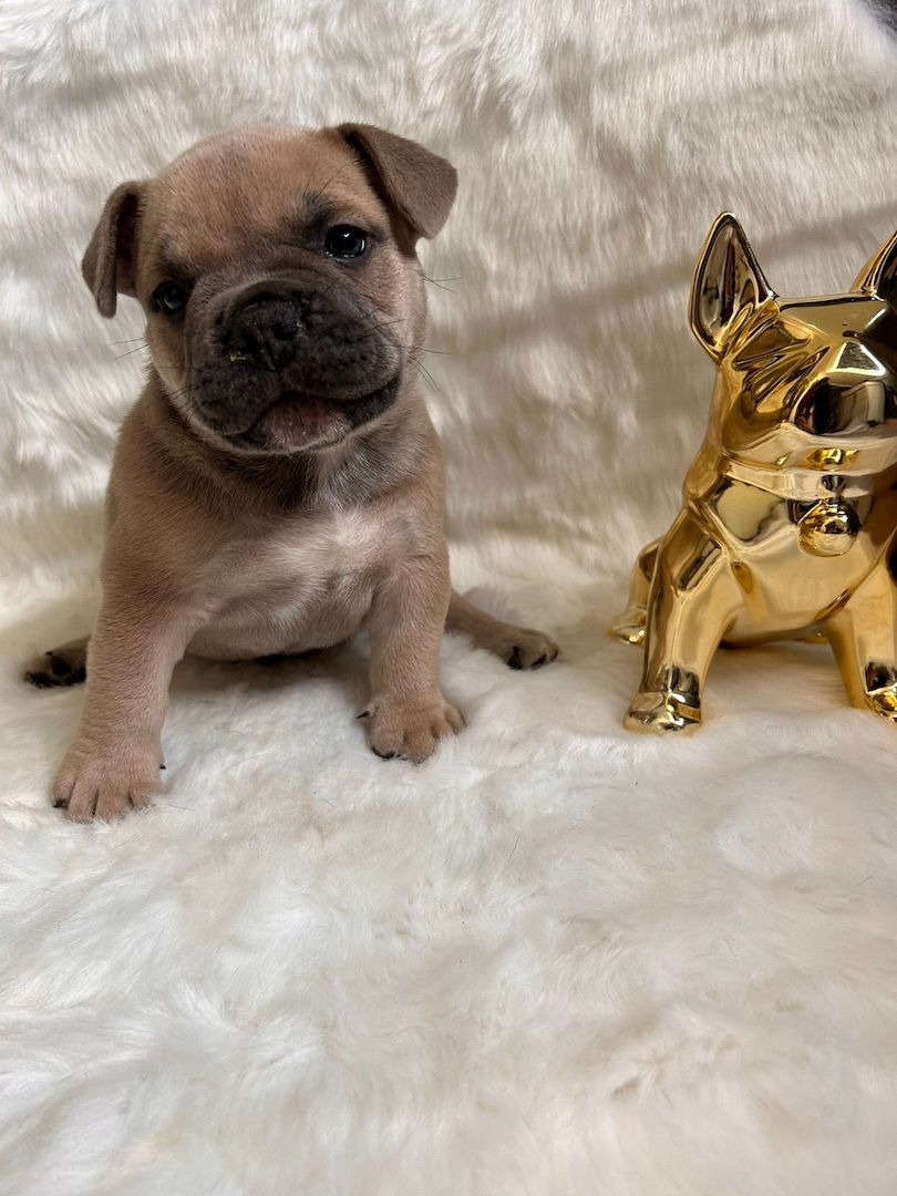 Mikro Exotic Bully Welpen ABR Papiere