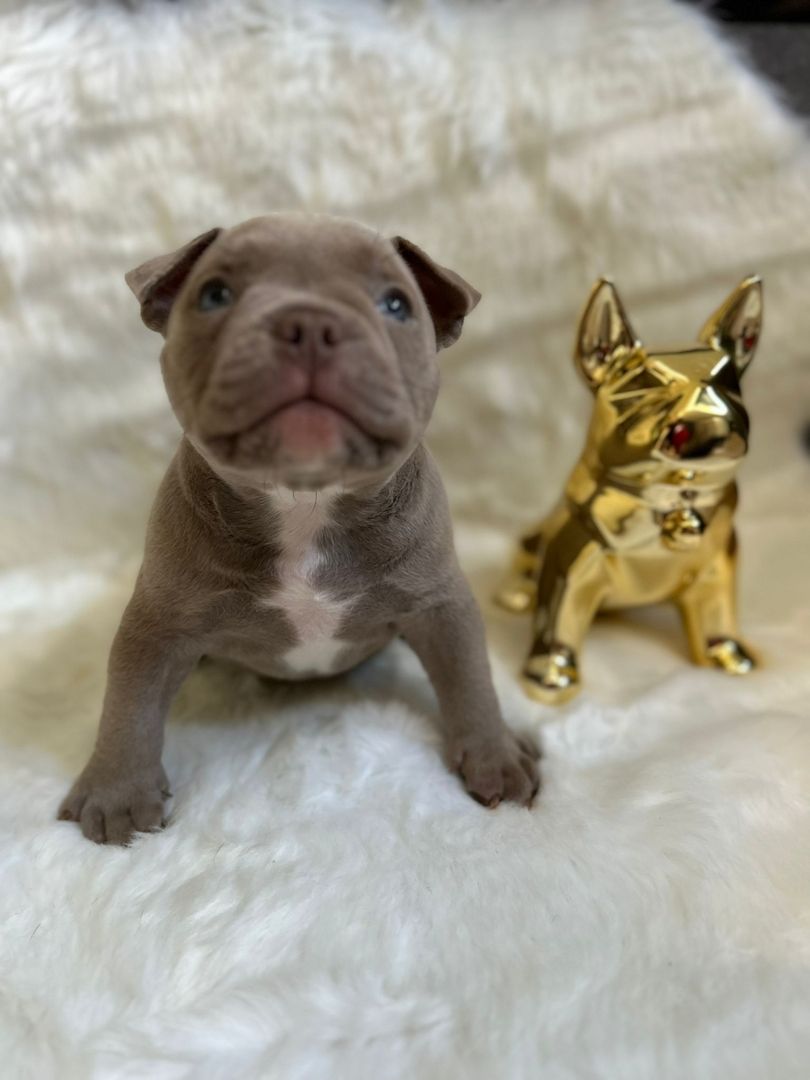 Mikro Exotic Bully Welpen ABR Papiere