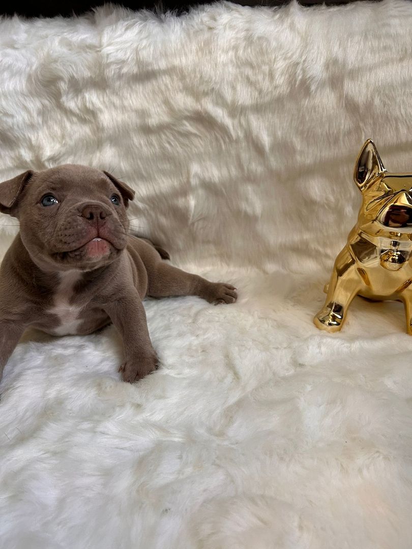 Mikro Exotic Bully Welpen ABR Papiere