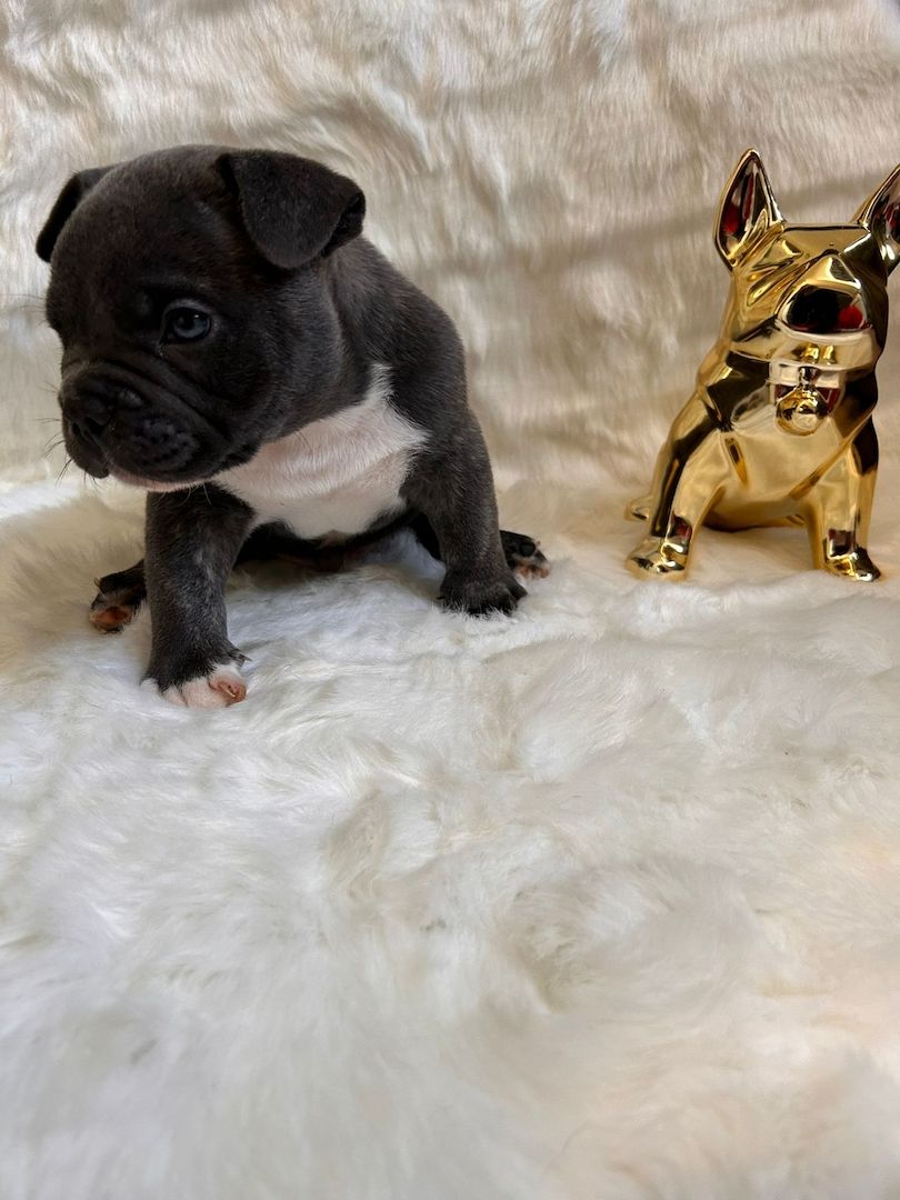 Mikro Exotic Bully Welpen ABR Papiere