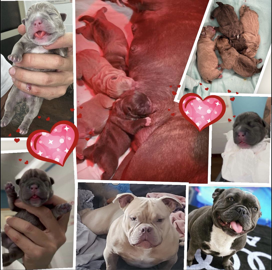 Mikro Exotic Bully Welpen ABR Papiere